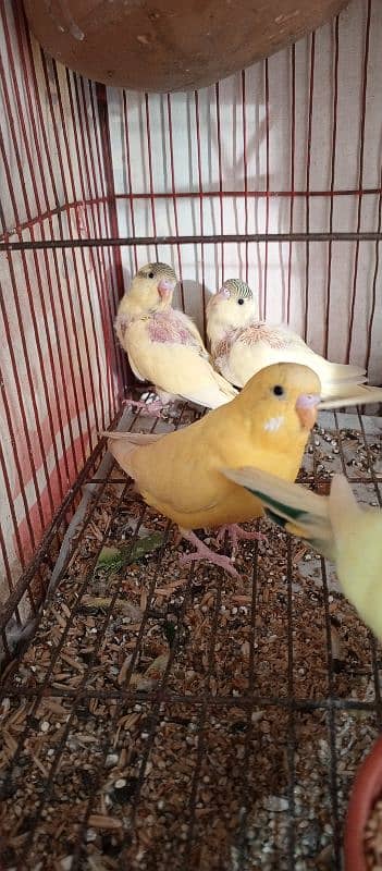 Buggies Astalian Parrot for Sale 2