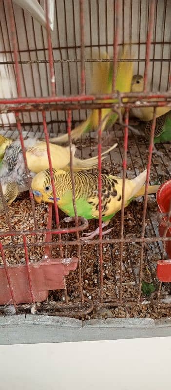 Buggies Astalian Parrot for Sale 3