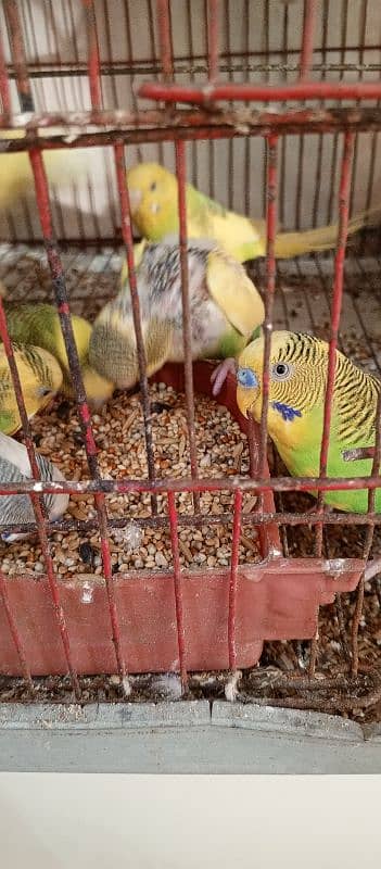 Buggies Astalian Parrot for Sale 4