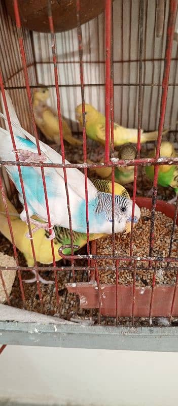 Buggies Astalian Parrot for Sale 5