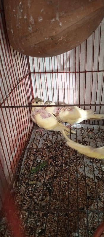 Buggies Astalian Parrot for Sale 6