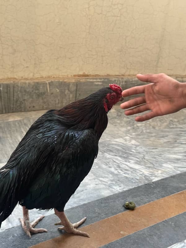 Sindhi Aseel Hen for sale 9