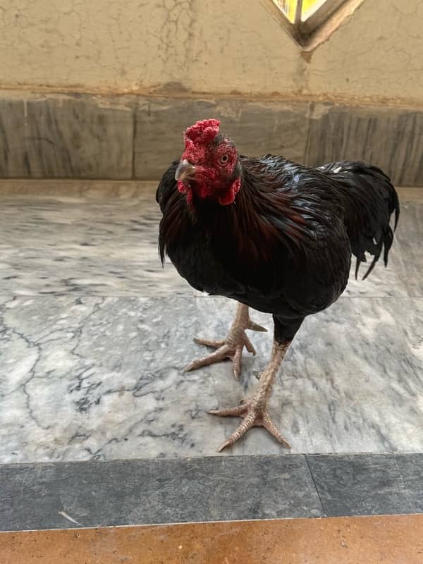 Sindhi Aseel Hen for sale 10