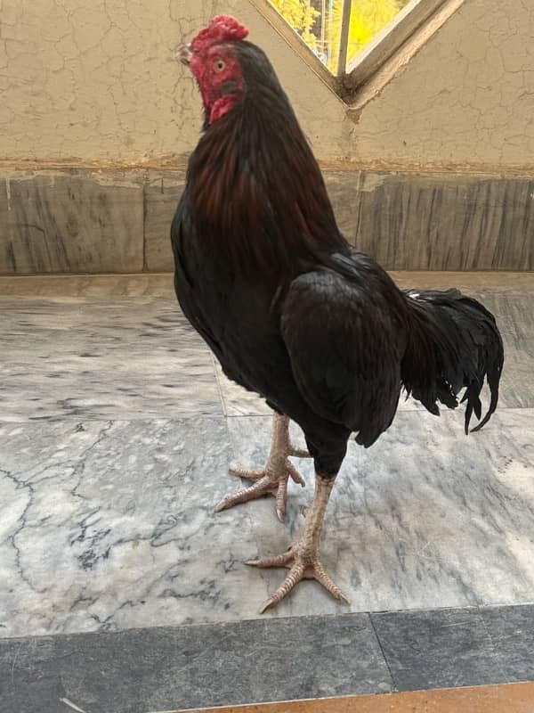 Sindhi Aseel Hen for sale 11