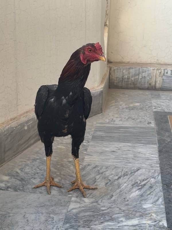 Sindhi Aseel Hen for sale 12