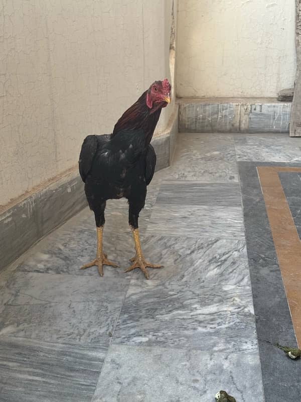 Sindhi Aseel Hen for sale 13