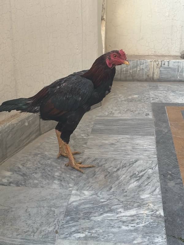 Sindhi Aseel Hen for sale 14