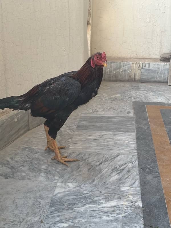 Sindhi Aseel Hen for sale 15