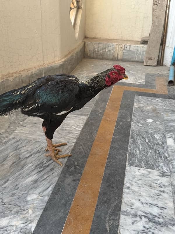 Sindhi Aseel Hen for sale 16