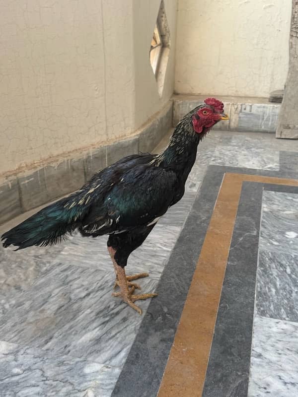 Sindhi Aseel Hen for sale 17