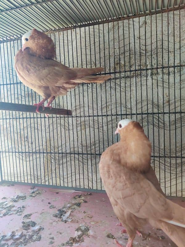 Yellow mukhi chicks pair 0