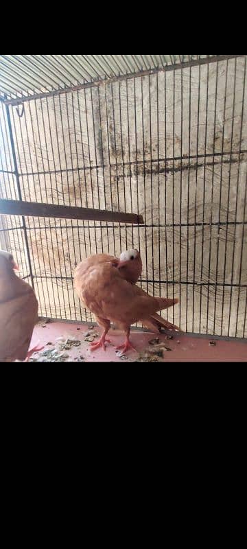 Yellow mukhi chicks pair 1