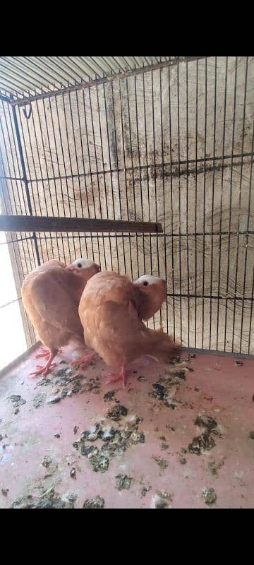 Yellow mukhi chicks pair 2