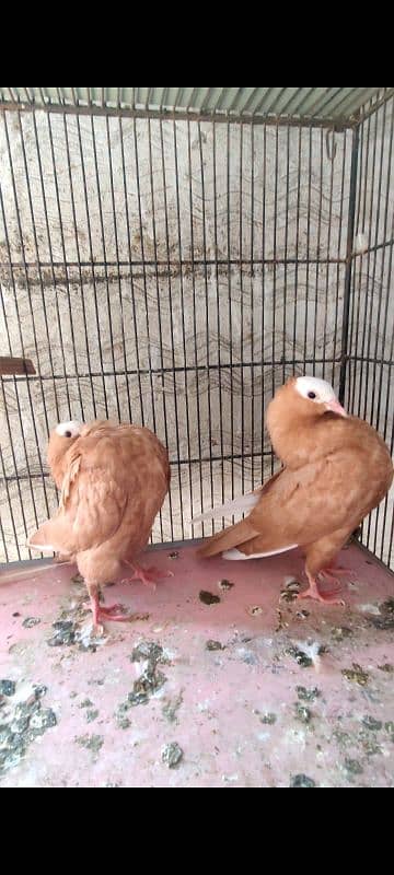 Yellow mukhi chicks pair 3