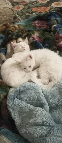 pair of Persian single coat kittens