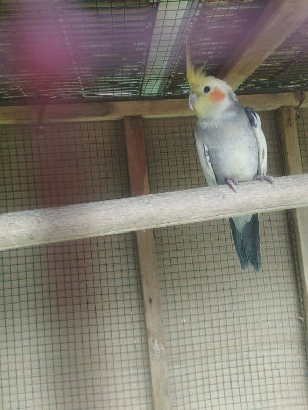 cockatiel for sell 0