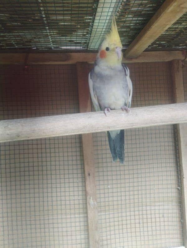 cockatiel for sell 1