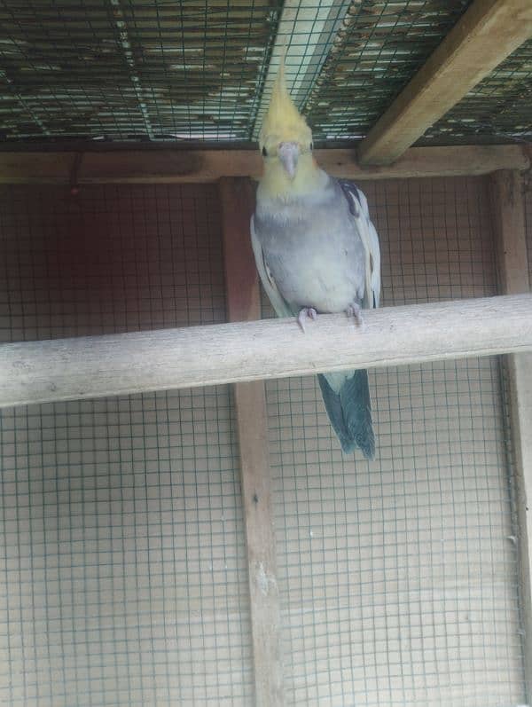 cockatiel for sell 2