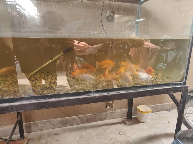 Koi fish for sale with aquarium 1