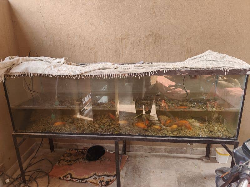 Koi fish for sale with aquarium 3