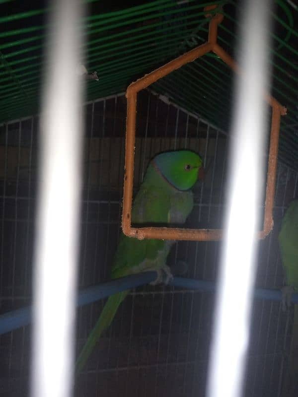 first breding ring neck parrot 2