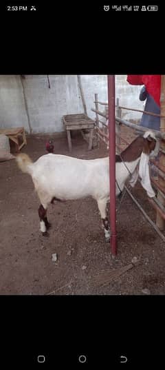 Ablak bakri for sale