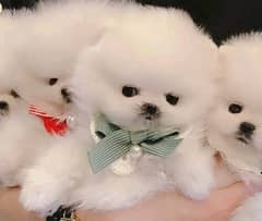 Pomeranian puppies 0336/1777/030