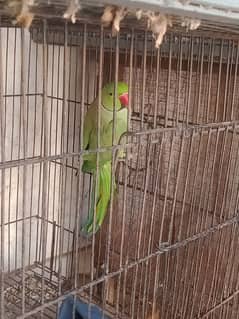 green parrot breeder pair and cage