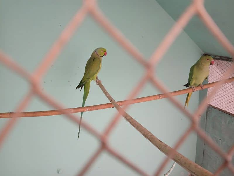 green parrot 3