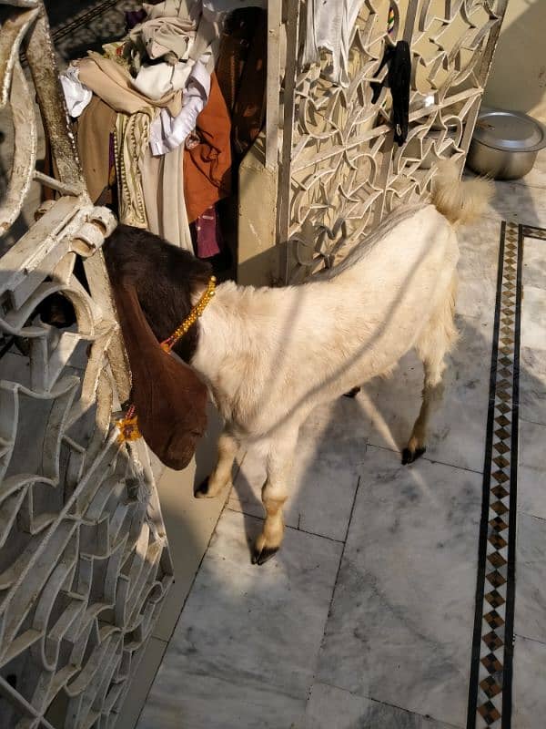 kamora bakra for sale 4 month iski age hy ghar ka bakra h 0