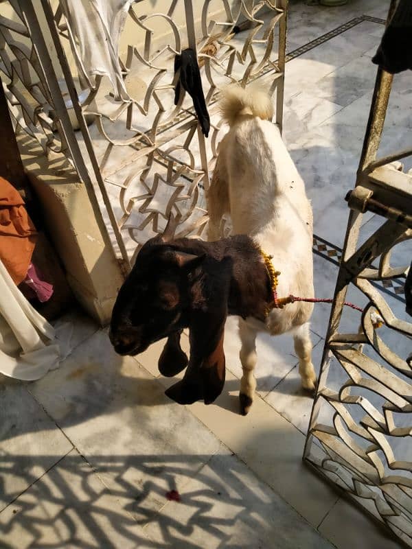 kamora bakra for sale 4 month iski age hy ghar ka bakra h 2