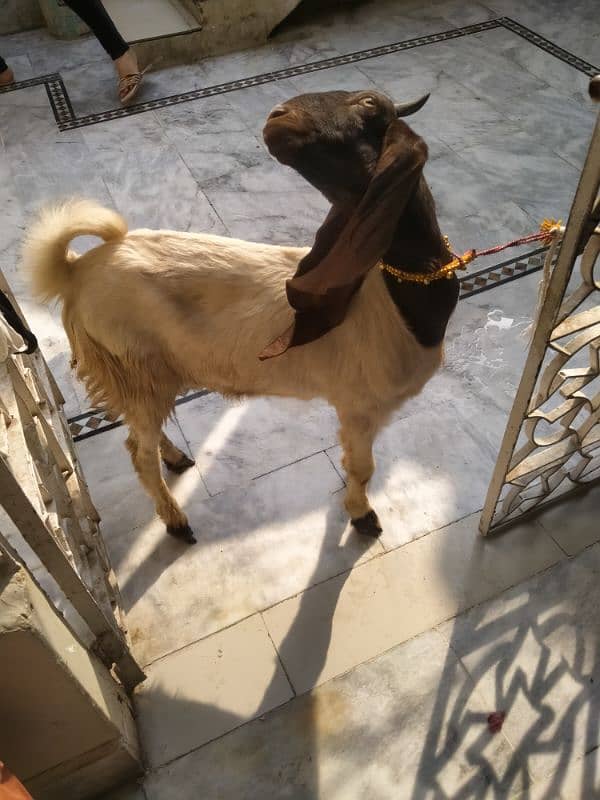 kamora bakra for sale 4 month iski age hy ghar ka bakra h 3