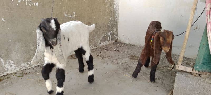 male goats 3 month old for sale - Bakra for sale 0