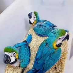 blue macow parrot chicks for sale 03424127503