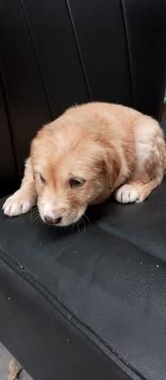 golden retriever male age 2 month