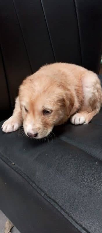 golden retriever male age 2 month 0