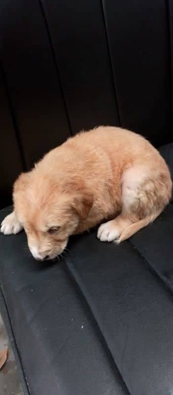 golden retriever male age 2 month 1