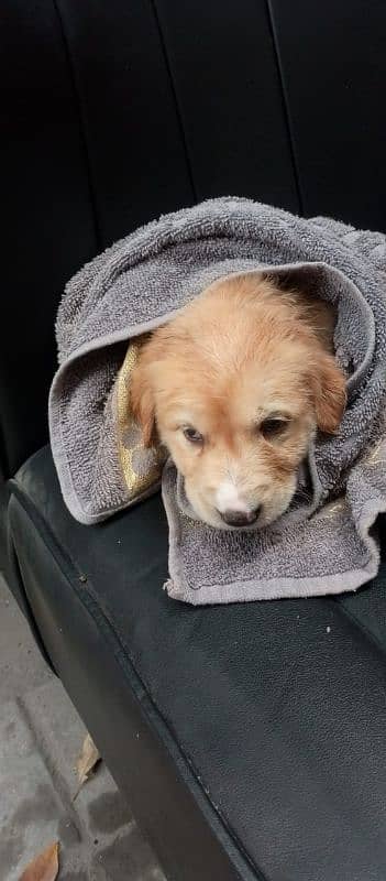 golden retriever male age 2 month 2