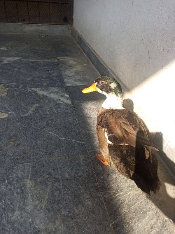 healthy male duck for sale 0