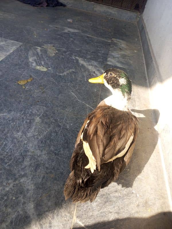 healthy male duck for sale 1