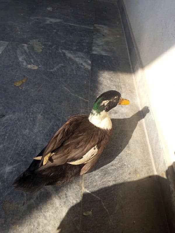 healthy male duck for sale 2