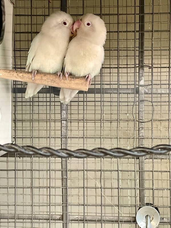 White Albino Red Eyes pair | love birds | Albino | lahore 1