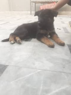 German Shepherd puppy | Long Coat puppies | Dog For Sale | GSD