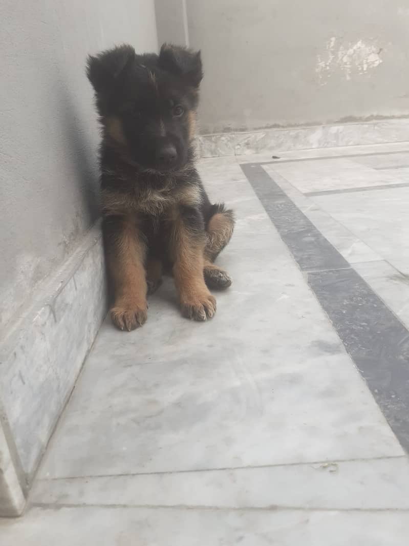 German Shepherd puppy | Single Coat puppies | Dog For Sale | GSD 1