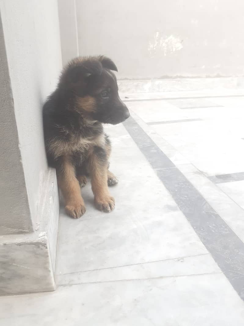 German Shepherd puppy | Single Coat puppies | Dog For Sale | GSD 3