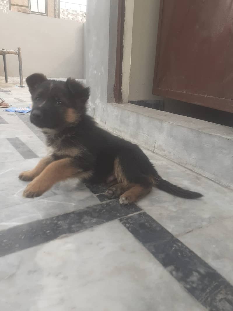 German Shepherd puppy | Single Coat puppies | Dog For Sale | GSD 4