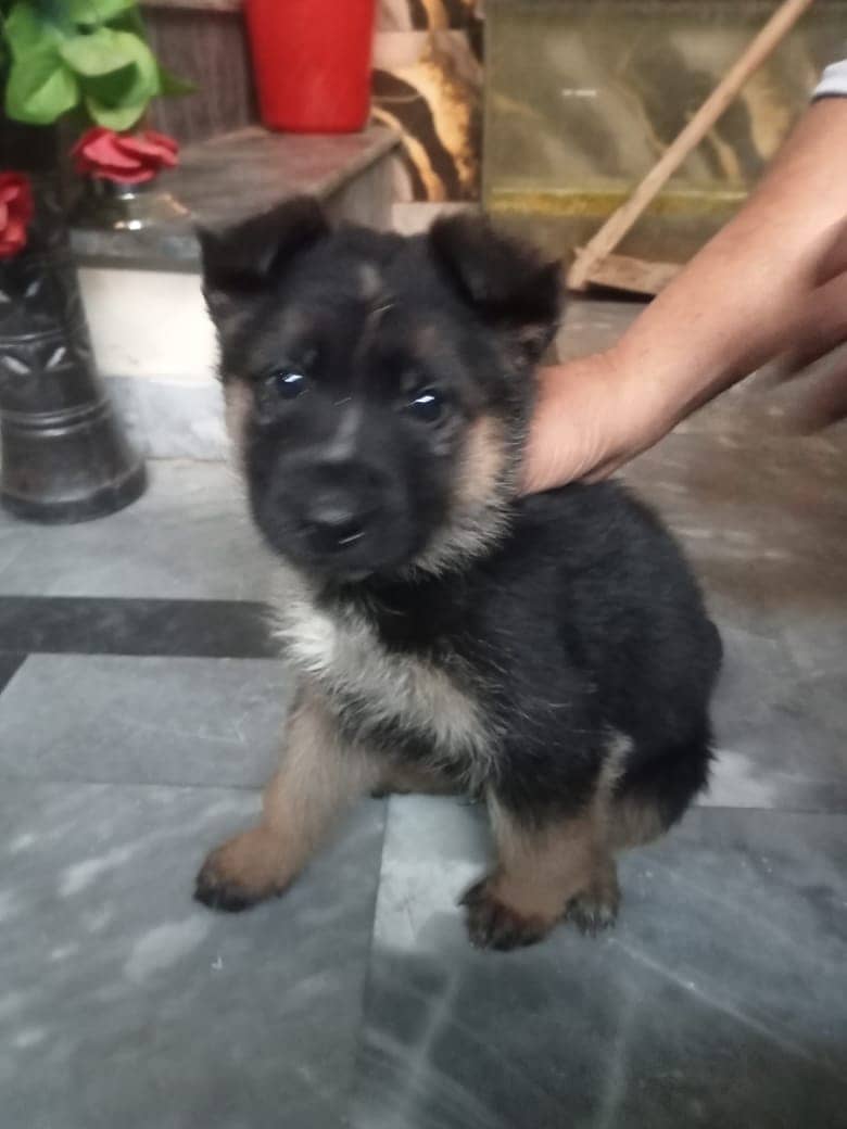 German Shepherd puppy | Single Coat puppies | Dog For Sale | GSD 5