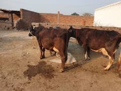 COWS / BULLS /CALFS / wachis