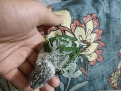 Green cheek conure chick for handtame