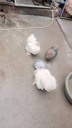 Bantam hens | Bantam Trio | hen for sale